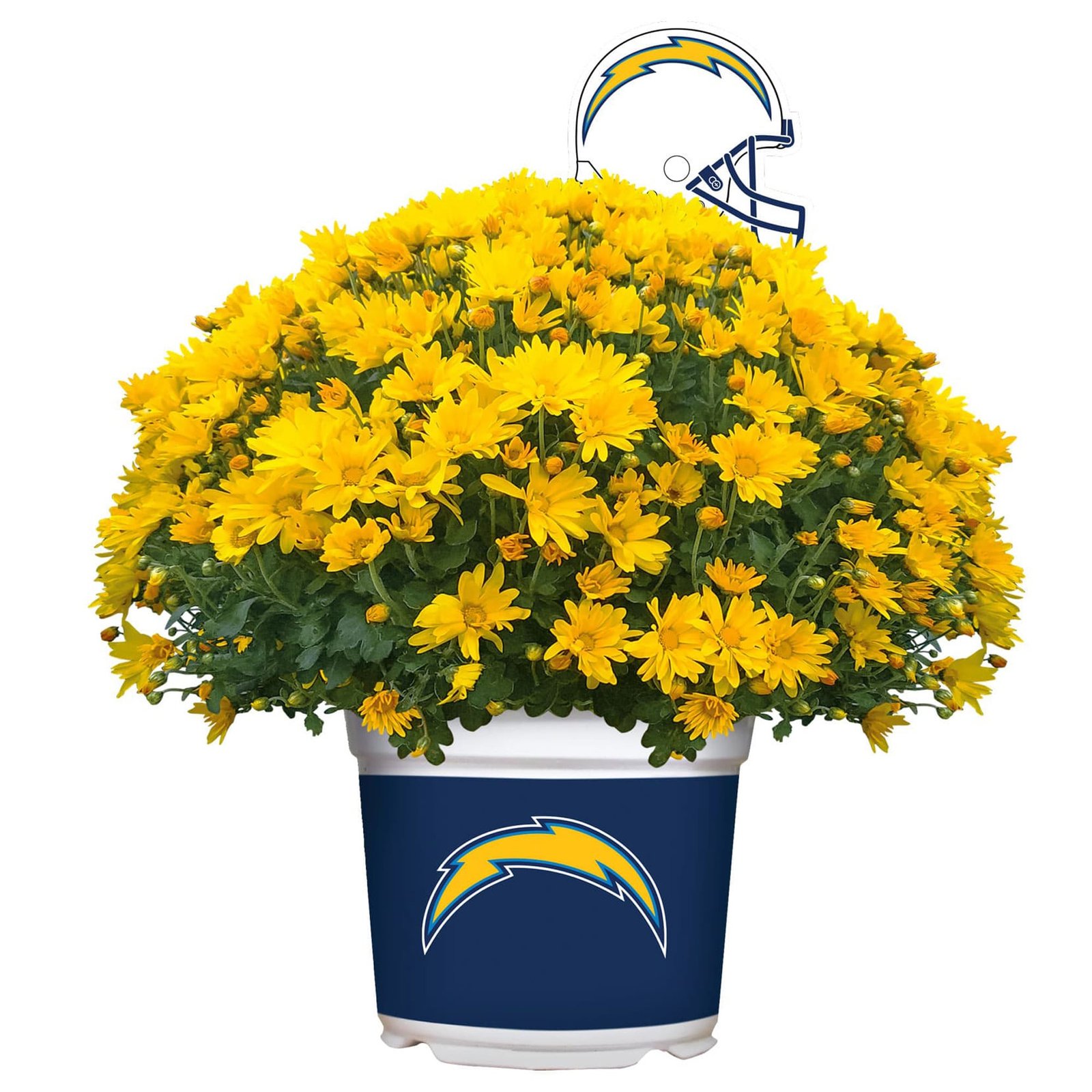 Los Angeles Chargers Team Color Mum