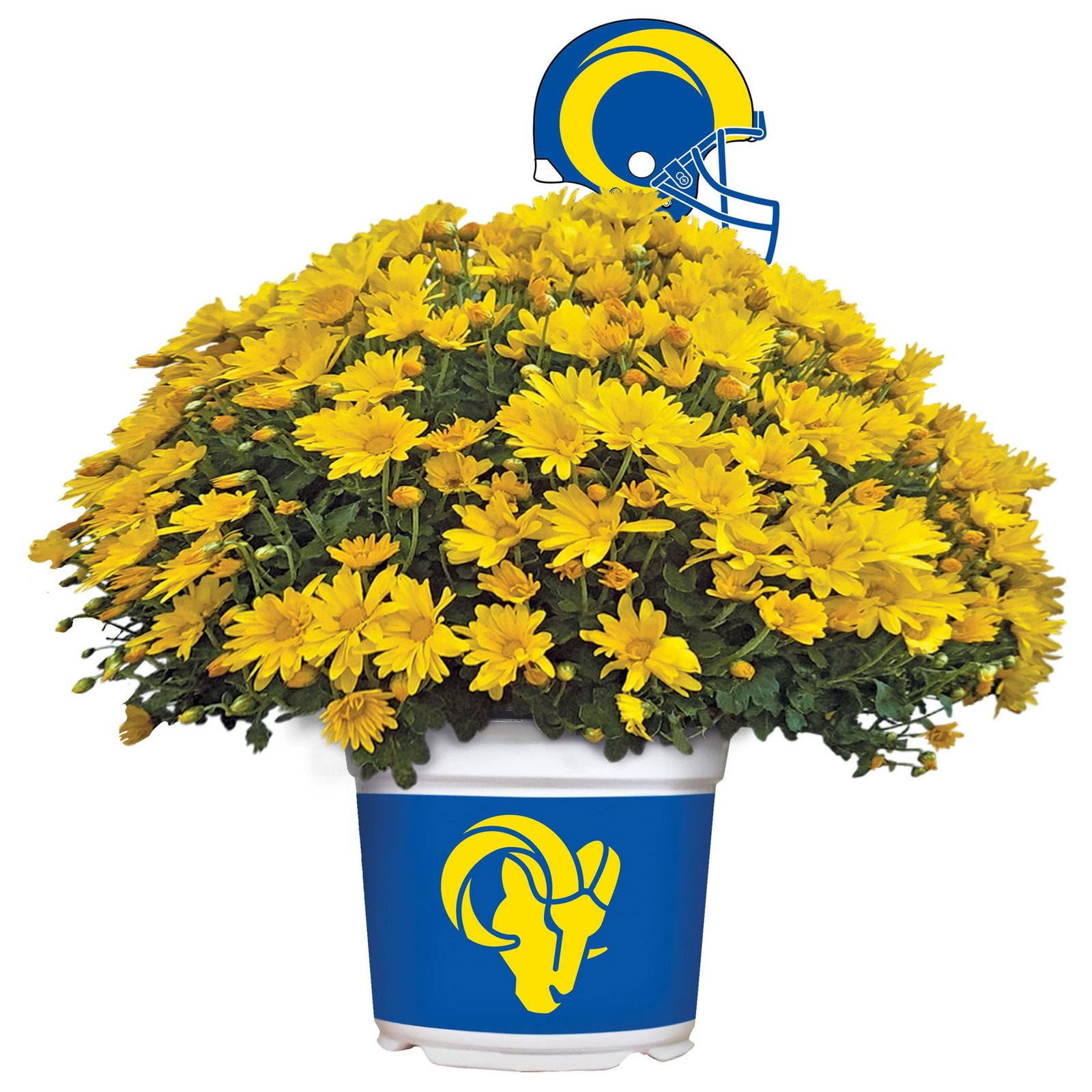 Los Angeles Rams Team Color Mum