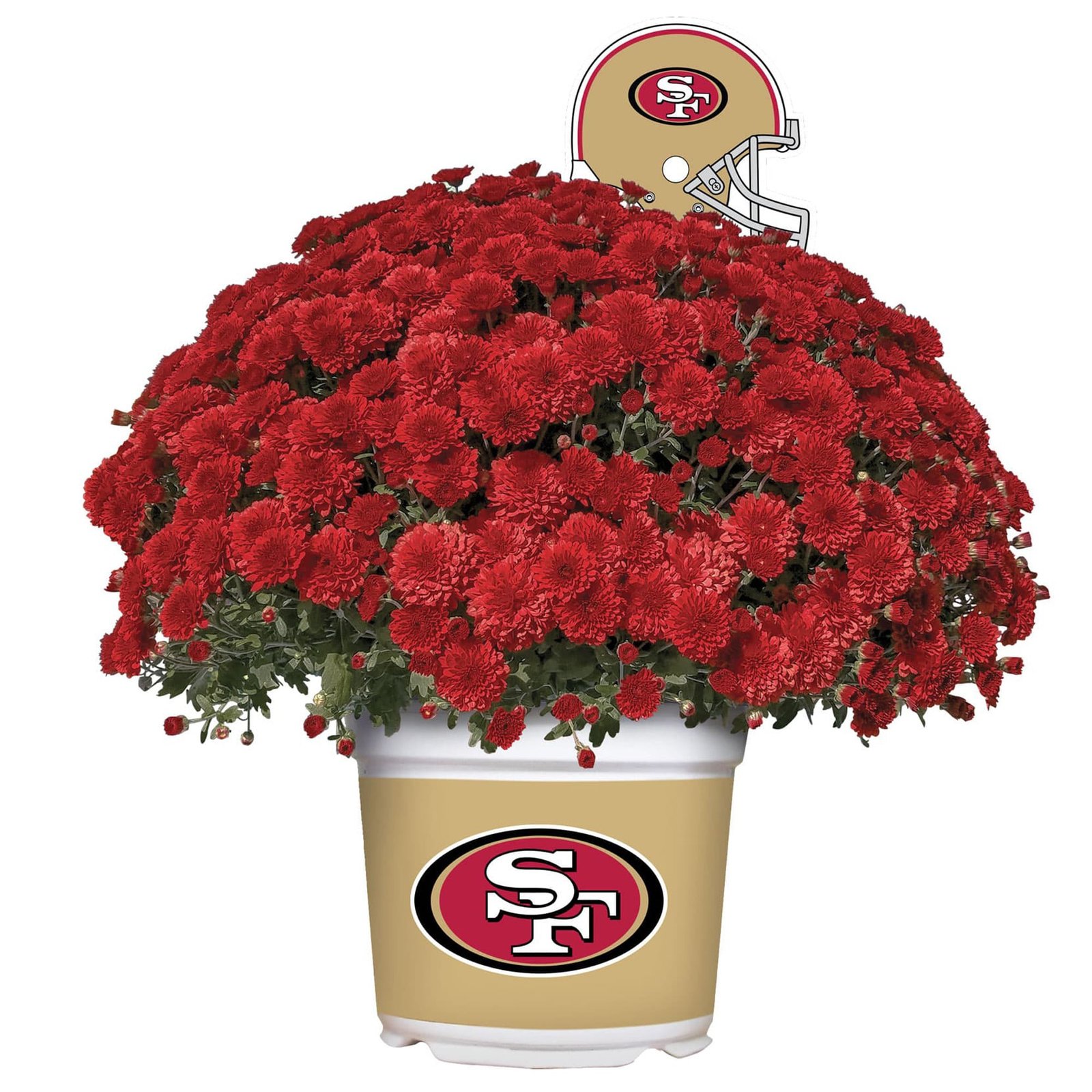 San Francisco 49ers Team Color Mum